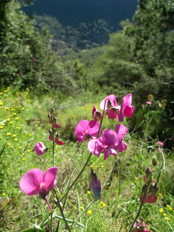 peñaescabia_casa rural shariqua
