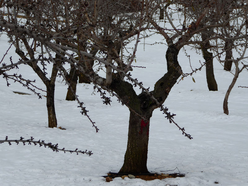 nieve-alto-palancia15_casa-rural-shariqua
