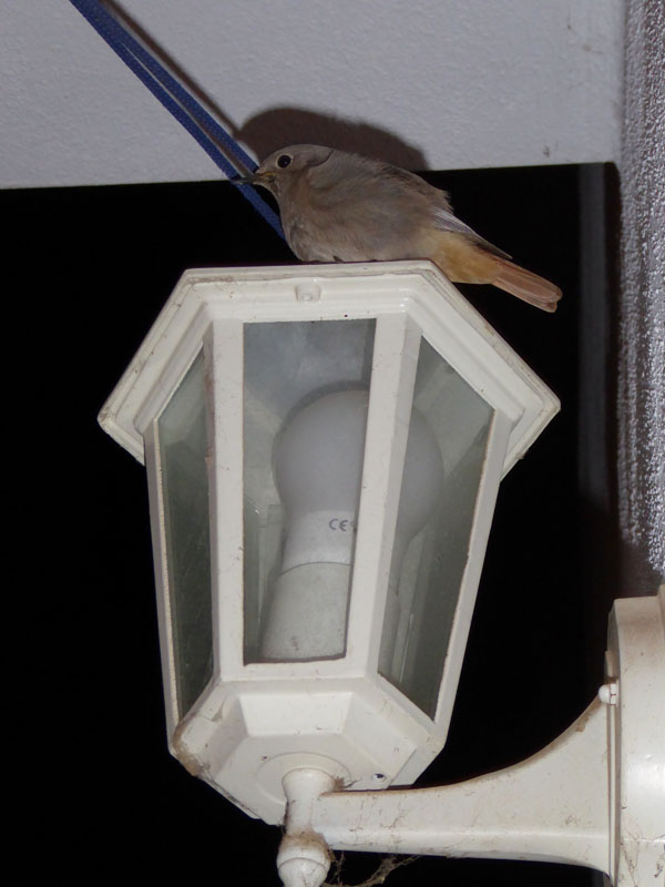 pajaro1_casa-rural-shariqua