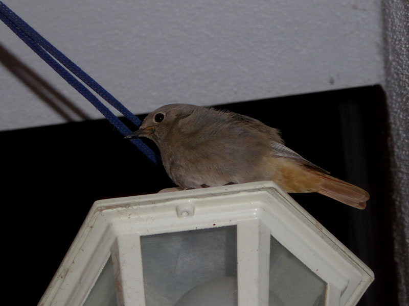 pajaro_casa-rural-shariqua